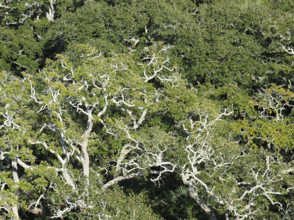 Patterns of live oaks seen from the lighthouse above.