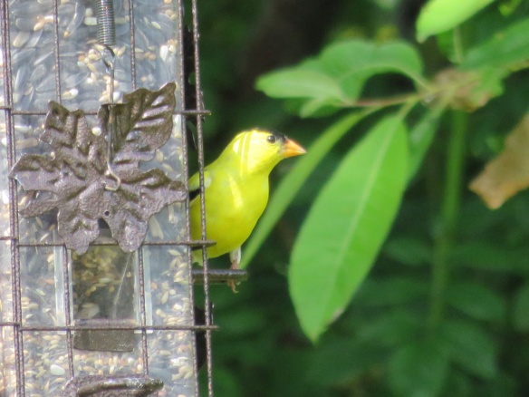 We have made some goldfinches very happy