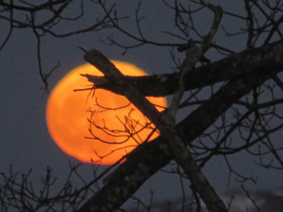 This was the actual color of the moon when it first rose and was low on the horizon, seen through the oak branches.